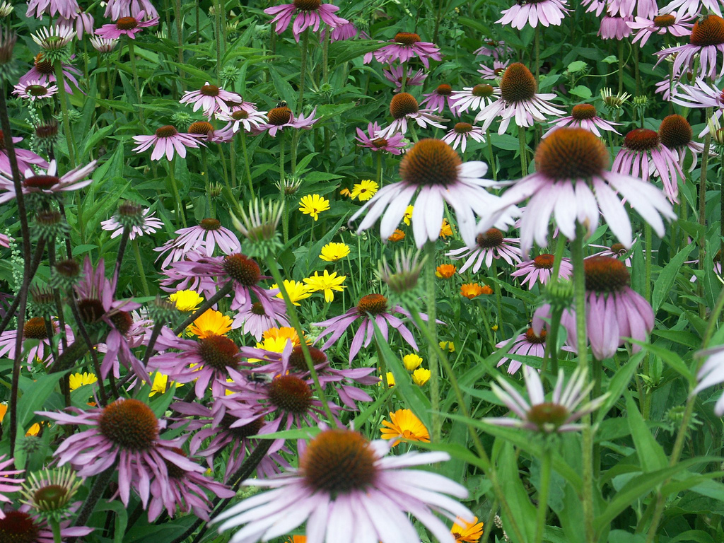 purple coneflower